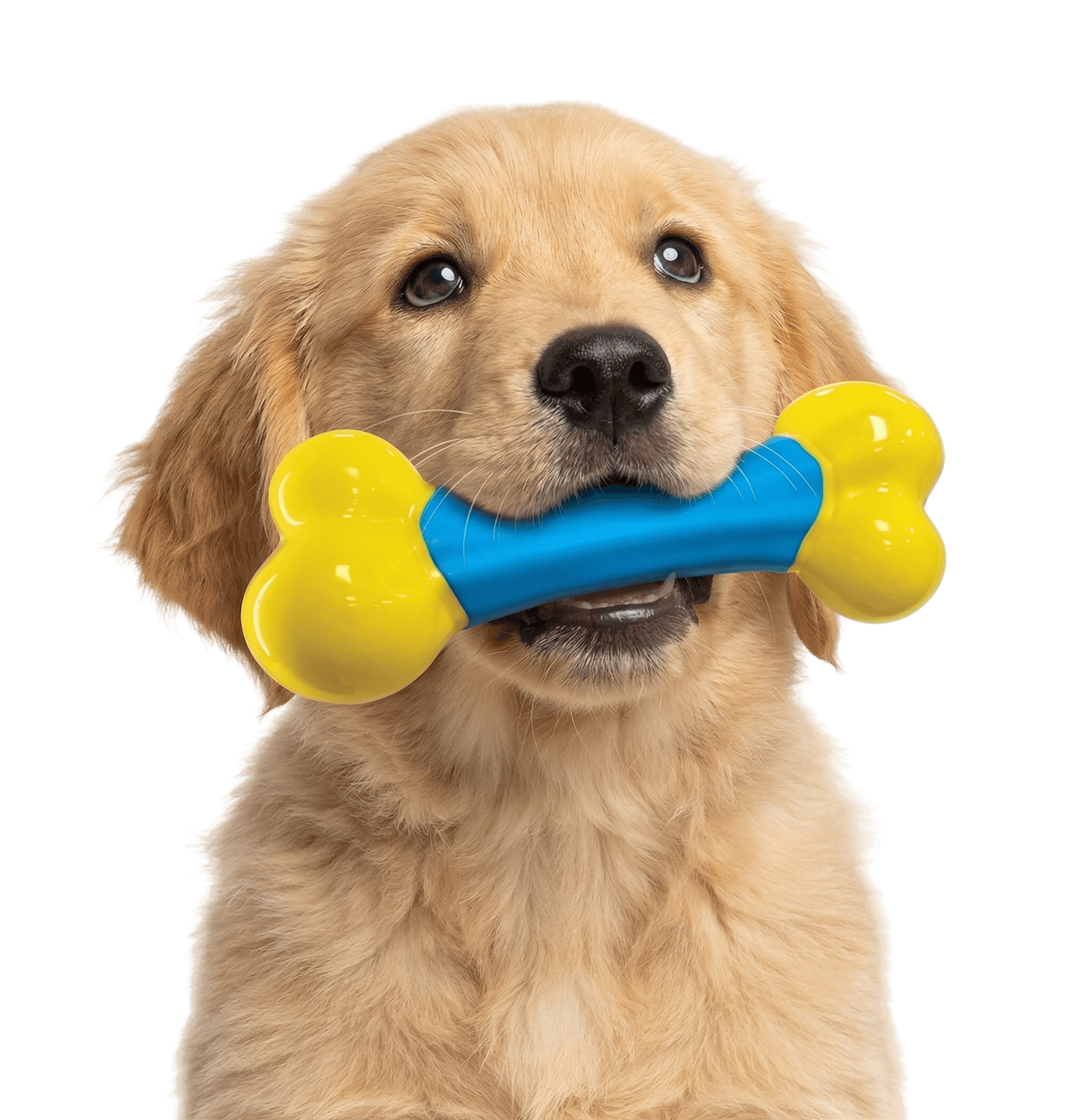 Golden retriever puppy holding a blue and yellow bone toy