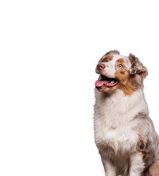 Australian Shepherd puppy