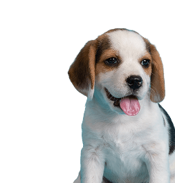 Beagle puppy