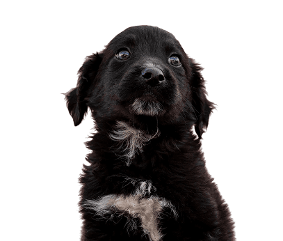 Black Labrador puppy