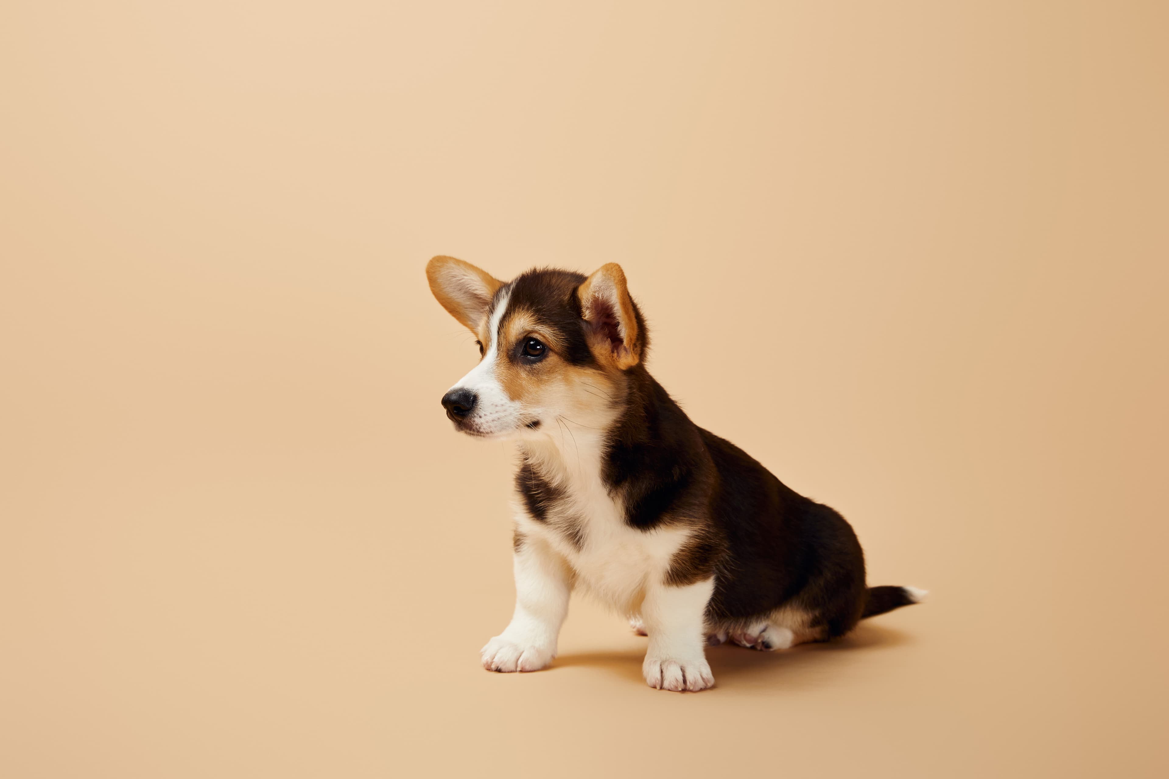 James T.'s puppy