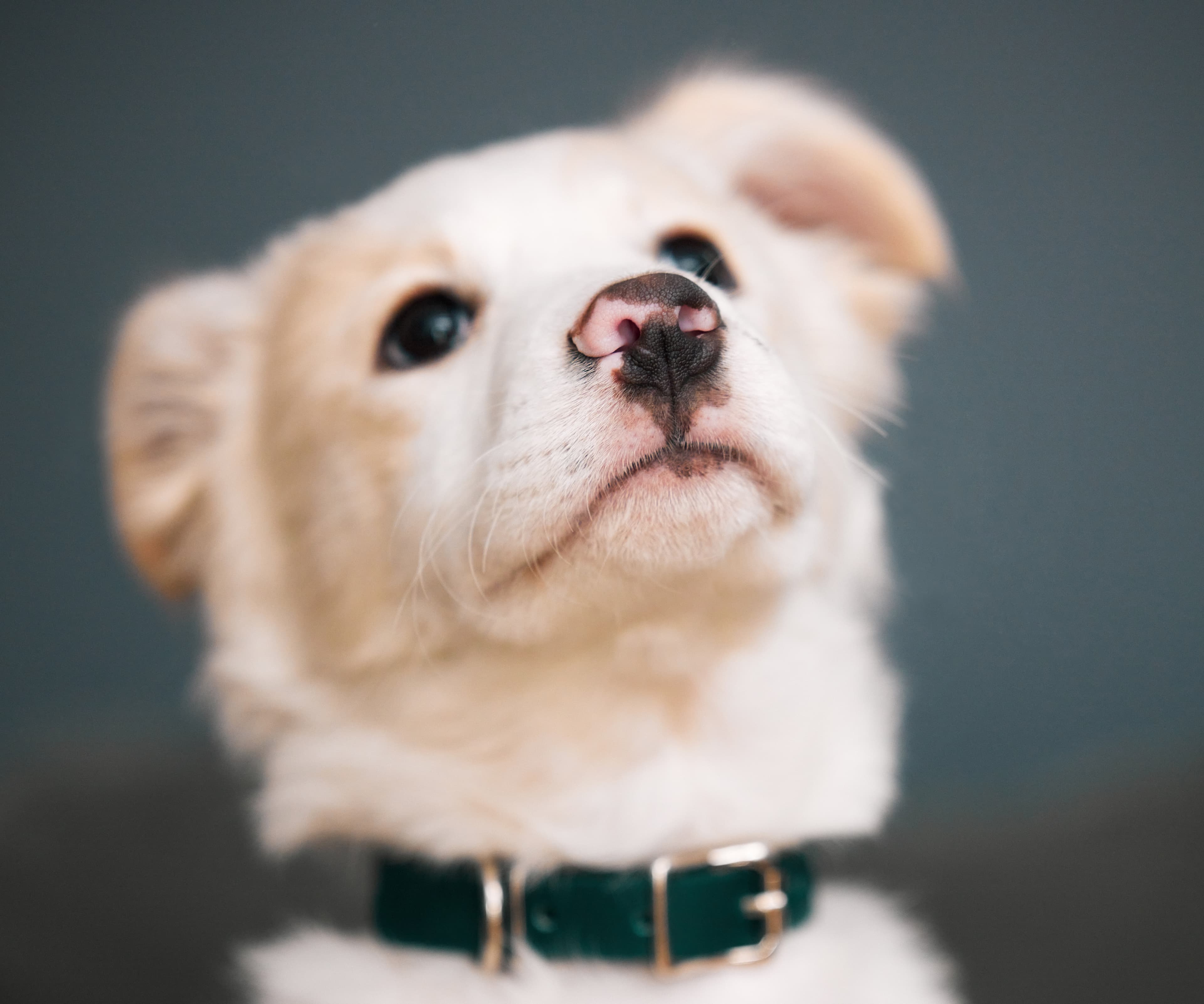 Maria R.'s puppy