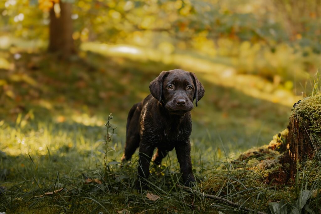 Is 13 Weeks Too Old To Get A Puppy?