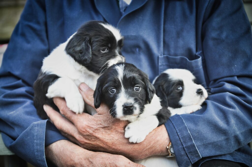 Where Is The Safest Place To Get A Puppy?