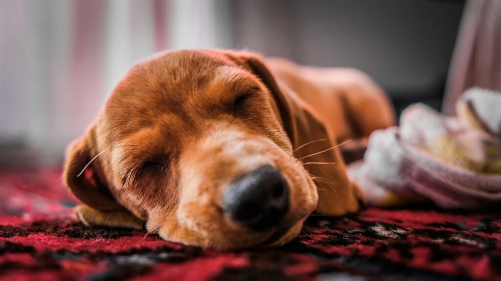 How Long Should Puppies Sleep At Night?