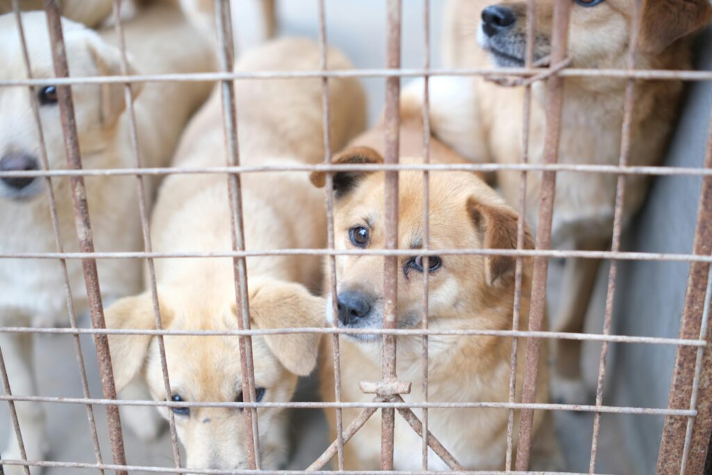 How Many Puppies Are Killed In Puppy Mills?