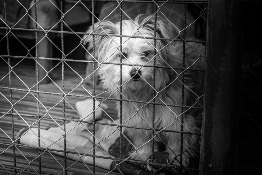 What Happens To Unsold Puppies From Puppy Mills?