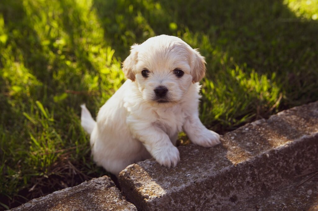 How To Check A Puppy Before Buying