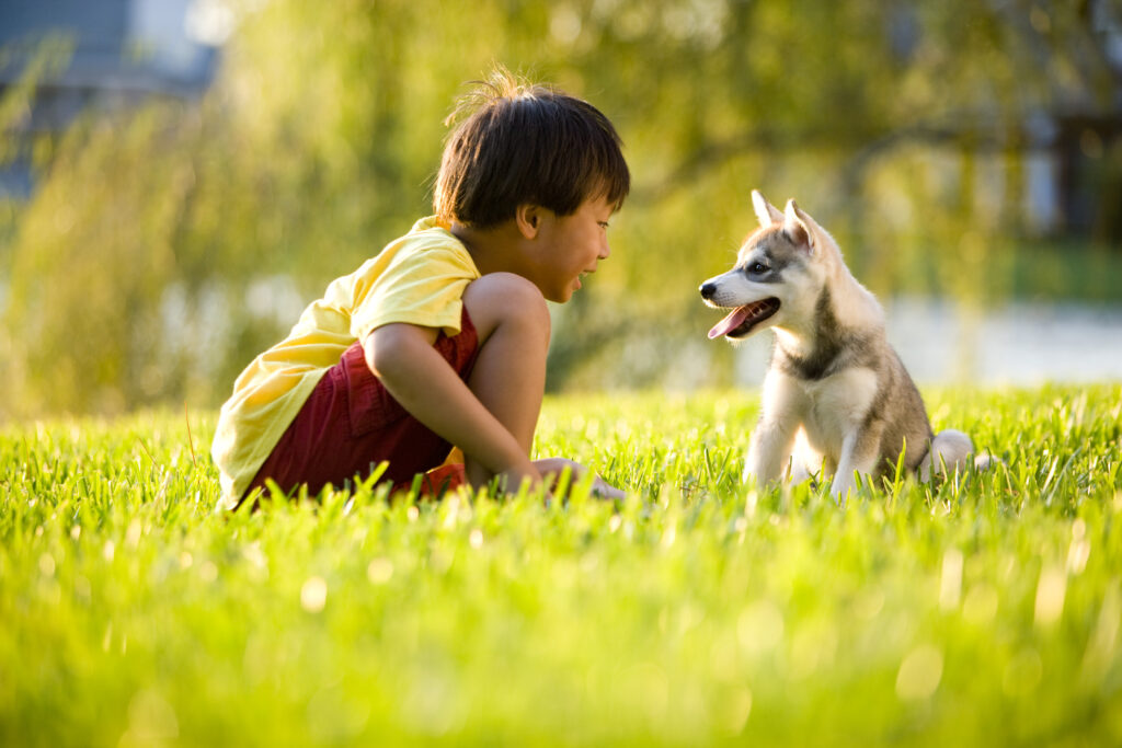 alaskan klee kai for sale