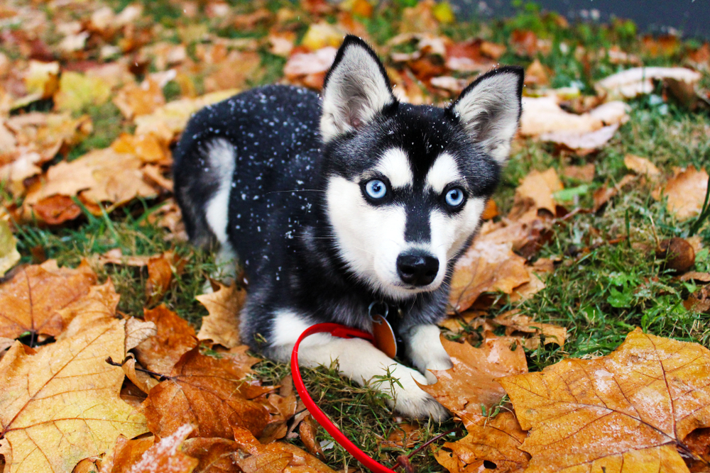 alaskan klee kai puppies for sale