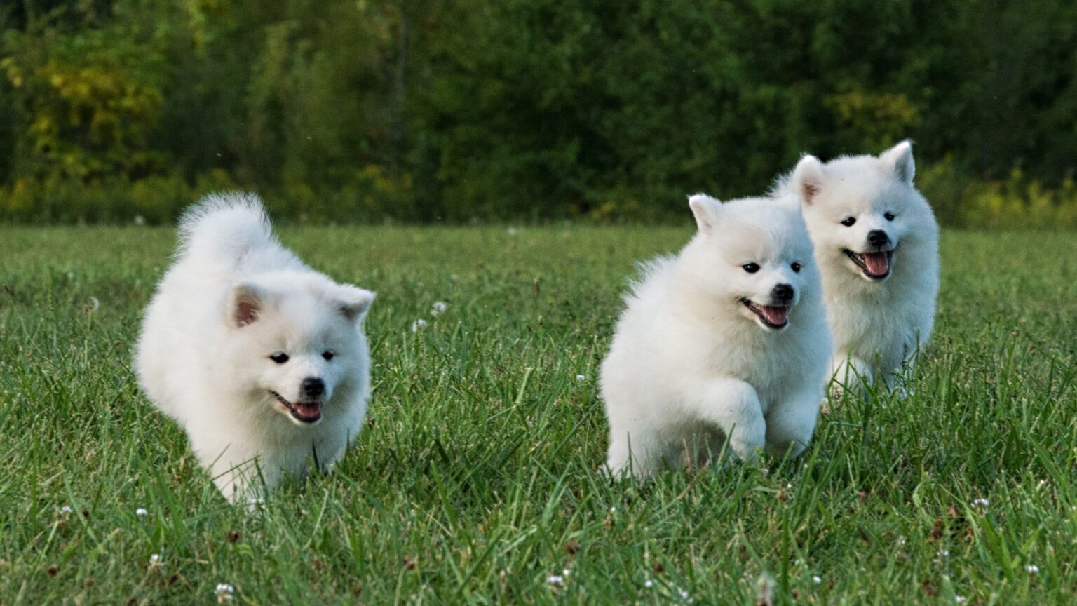 american eskimo for sale