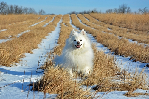 american eskimo puppies for sale