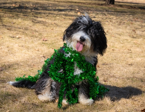 Bernedoodle mini puppies for sale