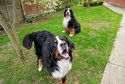 bernese mountain dog for sale