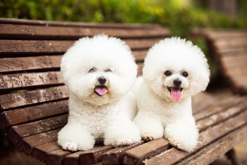 bichon dogs for sale