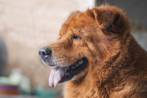 Chow Chow familyl puppy for sale