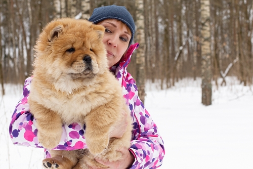 Chow Chow puppy USA sale