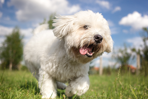 coton de tulear sale usa