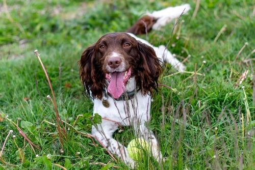 English Springer Spaniel puppy