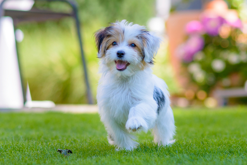 Havanese puppies