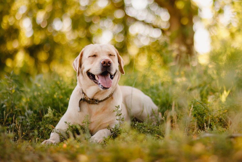 Labrador Retriever grown up for sale USA