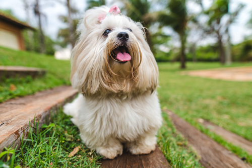 Lhasa Apso puppies