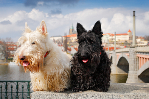 Scottish-Terrier-puppies-for-sale-usa