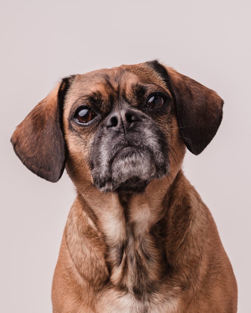 adorable puggle for sale