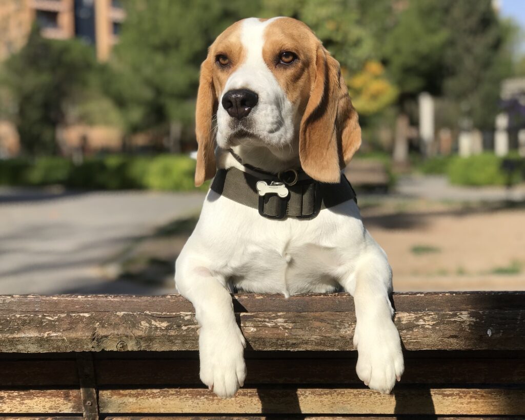 beagle dogs for sale usa