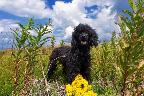 buy bernedoodle dogs