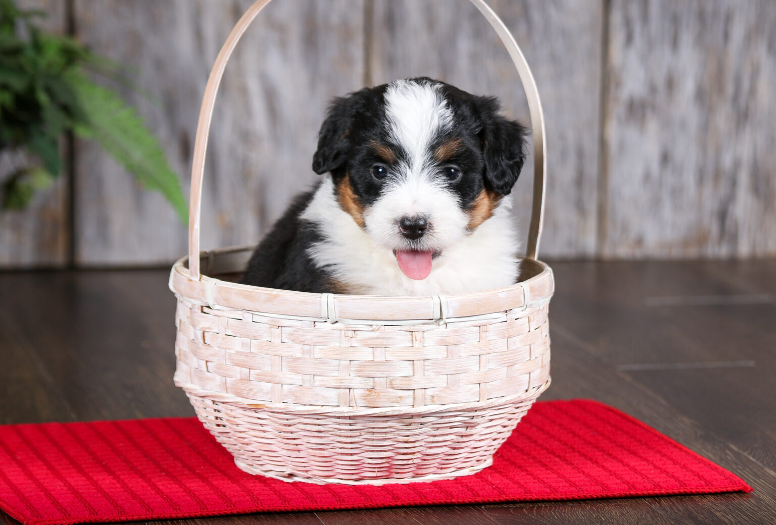 buy bernedoodle mini puppies