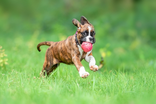 buy boxer puppies