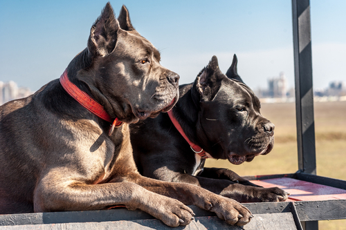 buy cane corso dogs