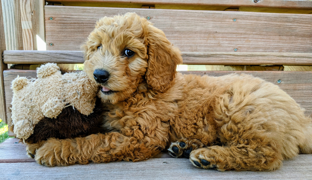 buy a goldendoodle puppy in usa