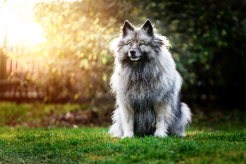 buy a keeshond puppy