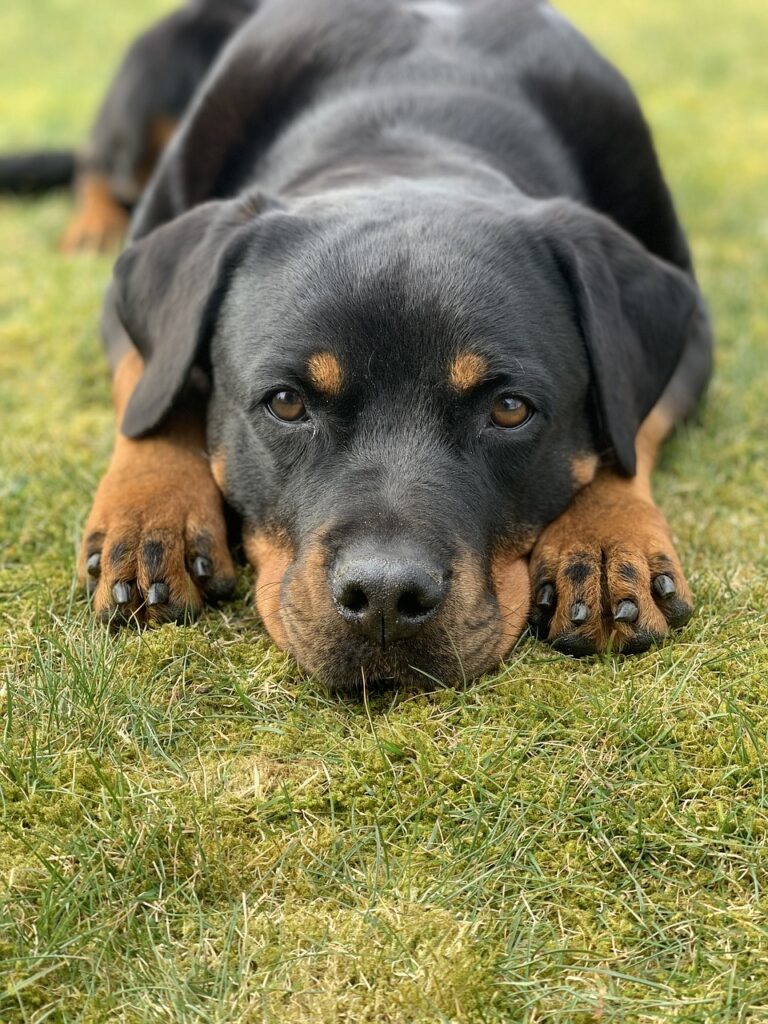 buy rottweiler dogs usa