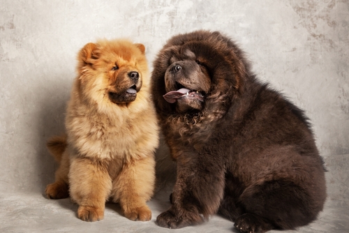 fluffy Chow Chow for sale usa
