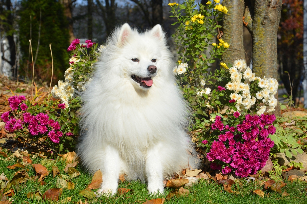 for sale american eskimo dogs