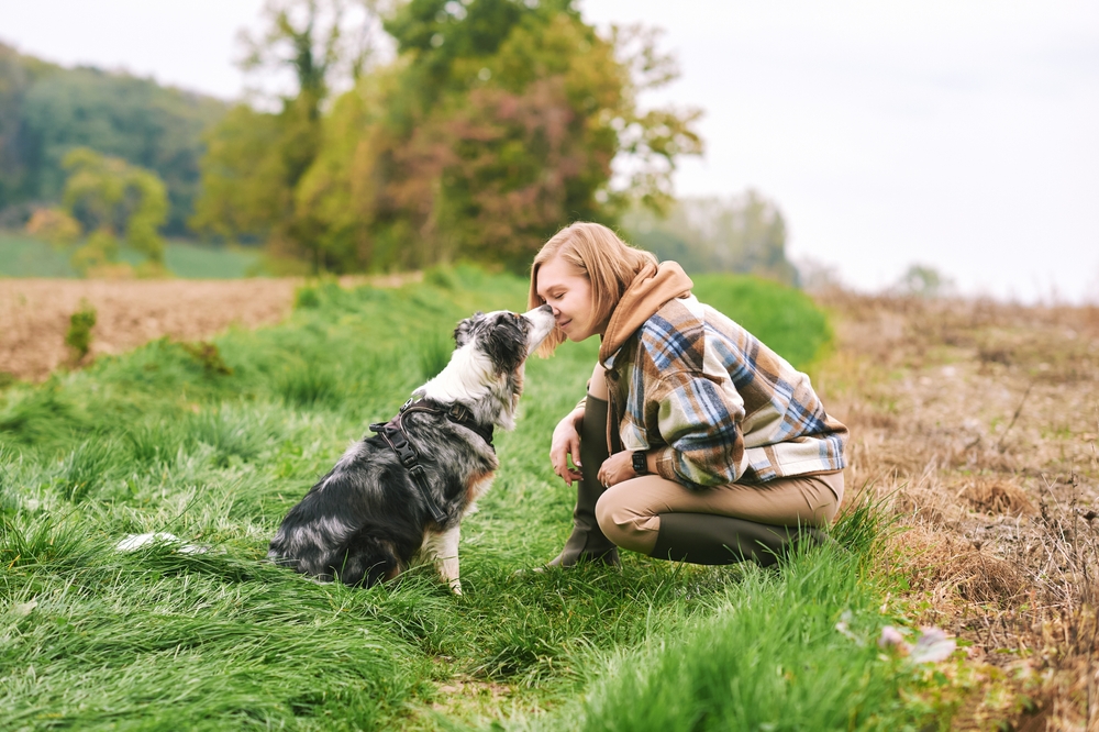 for sale australian shepherd dogs