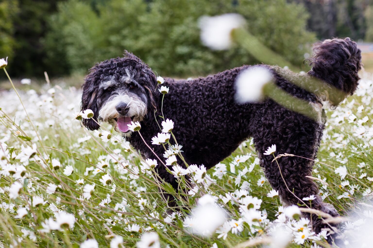 for sale bernedoodle dogs