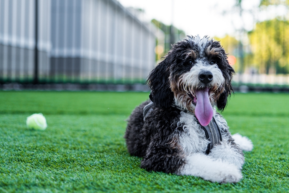 for sale bernedoodle puppies