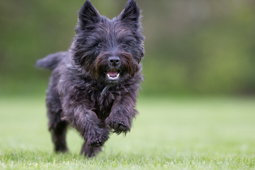 for sale cairn terrier dogs