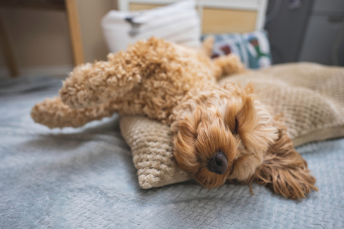 goldendoodle laying down