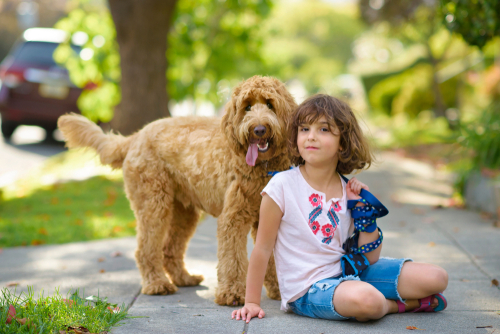 goldendoodle with child puppies