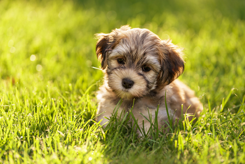 havanese puppy for sale usa