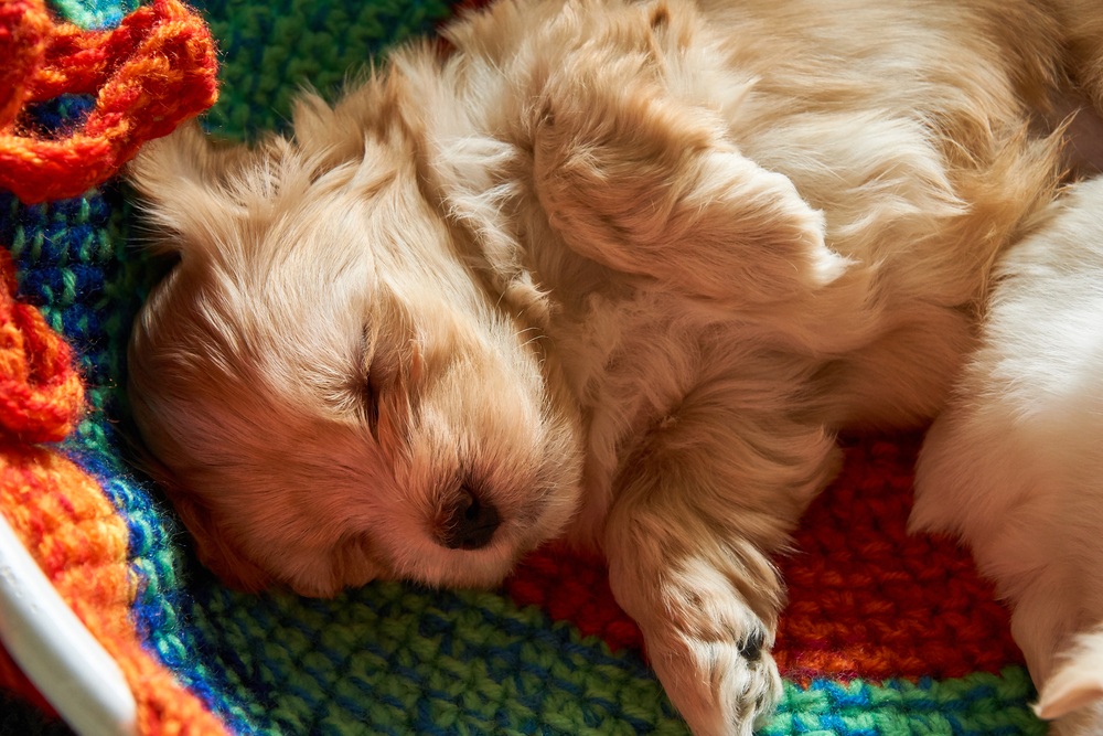 havanese puppy for sale usa