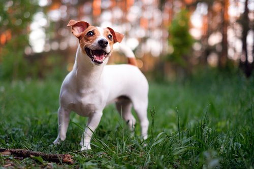 jack russell terrier in usa