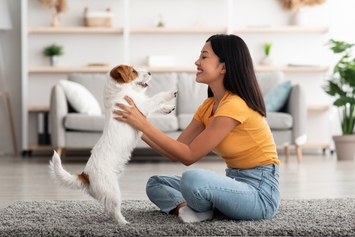 jack russell terrier usa