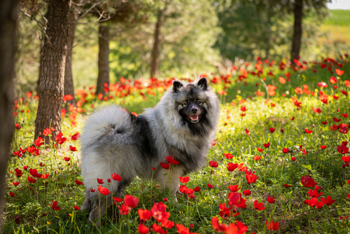 keeshond in forest puppy dog for sale