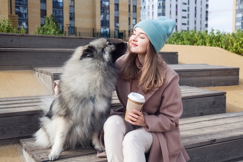 keeshond show dog puppy for sale usa